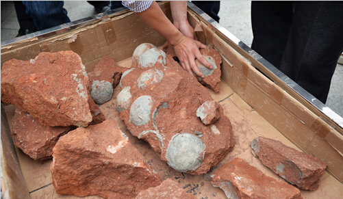 新闻-梵古恐龙行业新闻 广东河源闹市挖出43枚恐龙蛋化石